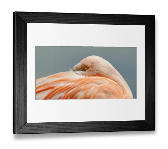 Framed Print : Pink Flamingo -Phoenicopterus ruber roseus- Framed Print : Pink Flamingo -Phoenicopterus ruber roseus-