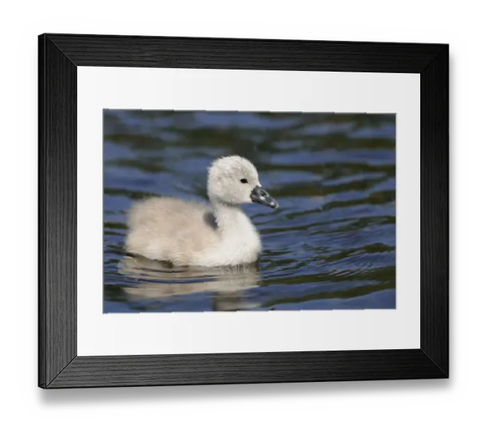 Framed Print : Mute Swan -Cygnus olor-, cygnet Framed Print : Mute Swan -Cygnus olor-, cygnet