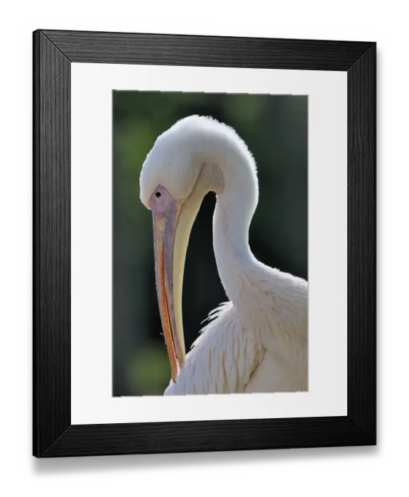 Framed Print : Great White Pelican -Pelecanus onocrotalus-, portrait Framed Print : Great White Pelican -Pelecanus onocrotalus-, portrait