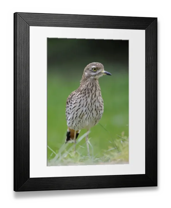 Framed Print : Stone Curlew or Eurasian Stone-curlew -Burhinus oedicnemus-