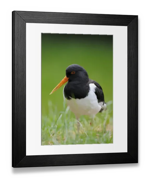 Framed Print : Oystercatcher or Common Pied Oystercatcher -Haematopus ostralegus- Framed Print : Oystercatcher or Common Pied Oystercatcher -Haematopus ostralegus-