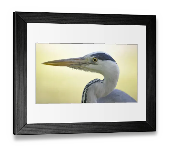 Framed Print : Grey Heron -Ardea cinerea-, portrait, Stuttgart, Baden-Wurttemberg, Germany Framed Print : Grey Heron -Ardea cinerea-, portrait, Stuttgart, Baden-Wurttemberg, Germany