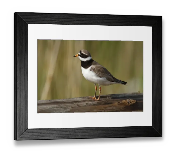 Framed Print : Ringed Plover -Charadrius hiaticula-, mature bird, Eidersperrwerk, Schleswig-Holstein, North Friesland, Germany, Europe Framed Print : Ringed Plover -Charadrius hiaticula-, mature bird, Eidersperrwerk, Schleswig-Holstein, North Friesland, Germany, Europe