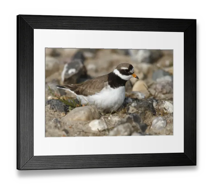 Framed Print : Ringed Plover -Charadrius hiaticula-, mature bird sitting on its nest, Eidersperrwerk, Schleswig-Holstein, North Friesland, Germany, Europe