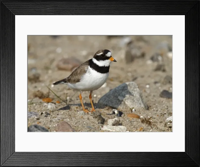 Framed Print : Ringed Plover -Charadrius hiaticula-, mature bird, Eidersperrwerk, Schleswig-Holstein, North Friesland, Germany, Europe Framed Print : Ringed Plover -Charadrius hiaticula-, mature bird, Eidersperrwerk, Schleswig-Holstein, North Friesland, Germany, Europe