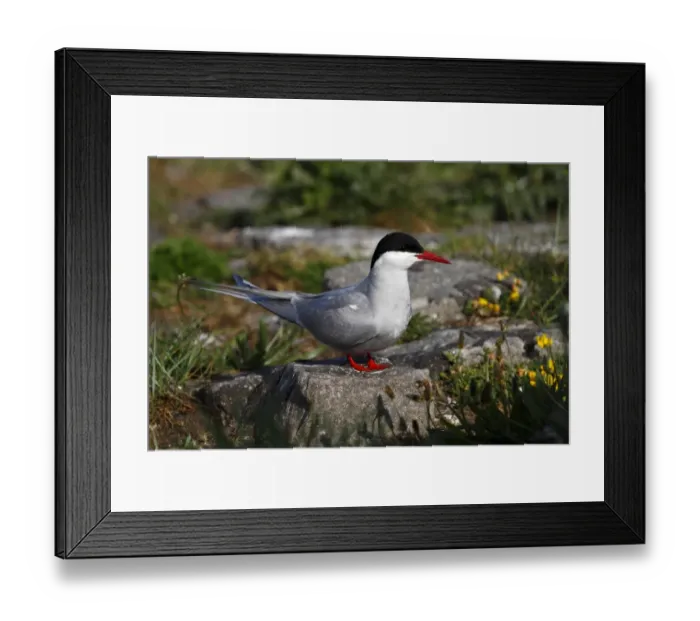Framed Print : Arctic Tern -Sterna paradisaea-, mature bird sitting on a stone in the breeding colony, Eidersperrwerk, Schleswig-Holstein, North Friesland, Germany, Europe Framed Print : Arctic Tern -Sterna paradisaea-, mature bird sitting on a stone in the breeding colony, Eidersperrwerk, Schleswig-Holstein, North Friesland, Germany, Europe