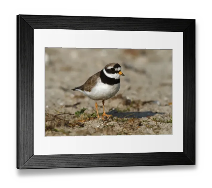 Framed Print : Common Ringed Plover or Ringed Plover -Charadrius hiaticula-, adult bird, Eidersperrwerk, North Frisia, Germany, Europe Framed Print : Common Ringed Plover or Ringed Plover -Charadrius hiaticula-, adult bird, Eidersperrwerk, North Frisia, Germany, Europe