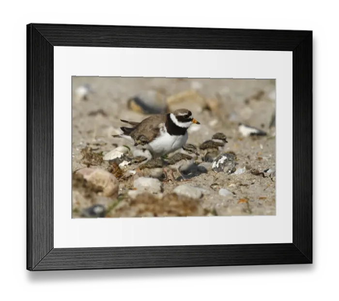 Framed Print : Common Ringed Plover or Ringed Plover -Charadrius hiaticula-, adult bird with hatched chicks, Eidersperrwerk, North Frisia, Germany, Europe Framed Print : Common Ringed Plover or Ringed Plover -Charadrius hiaticula-, adult bird with hatched chicks, Eidersperrwerk, North Frisia, Germany, Europe