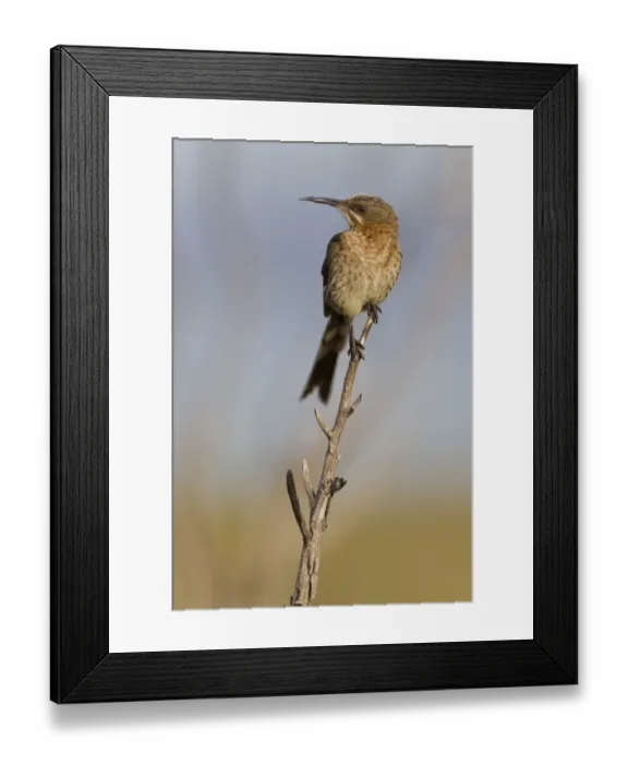Framed Print : Cape sugarbird -Promerops cafer-, Table Mountain National Park, South Africa Framed Print : Cape sugarbird -Promerops cafer-, Table Mountain National Park, South Africa