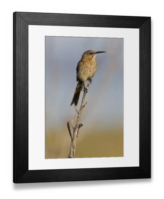 Framed Print : Cape sugarbird -Promerops cafer-, Table Mountain National Park, South Africa Framed Print : Cape sugarbird -Promerops cafer-, Table Mountain National Park, South Africa
