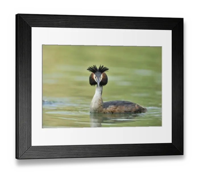 Framed Print : Great Crested Grebe -Podiceps cristatus-, with raised crest Framed Print : Great Crested Grebe -Podiceps cristatus-, with raised crest