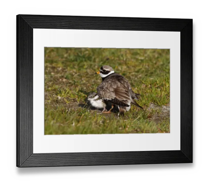 Framed Print : Ringed Plover -Charadrius hiaticula- with its chicks gathered under its wings Framed Print : Ringed Plover -Charadrius hiaticula- with its chicks gathered under its wings