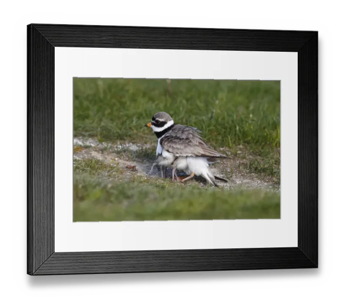 Framed Print : Ringed Plover -Charadrius hiaticula- with its chicks gathered under its wings Framed Print : Ringed Plover -Charadrius hiaticula- with its chicks gathered under its wings