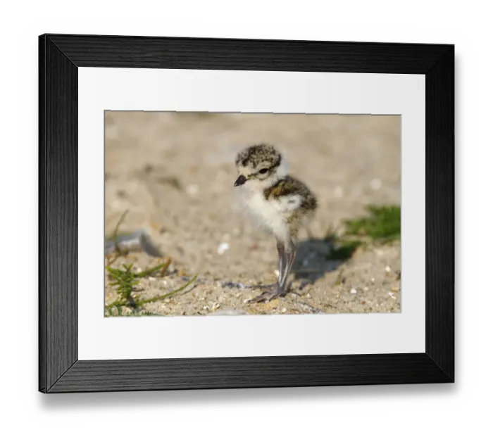 Framed Print : Ringed Plover -Charadrius hiaticula-, young bird standing in the sand