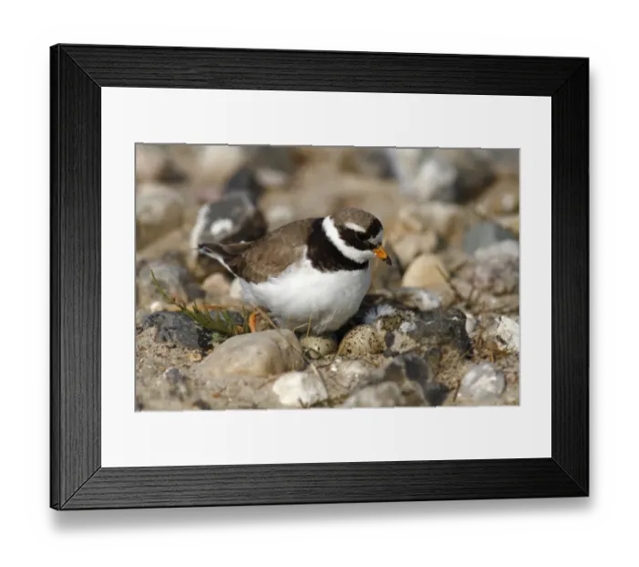 Framed Print : Ringed Plover -Charadrius hiaticula- sitting on its nest with two eggs and a hatched chick