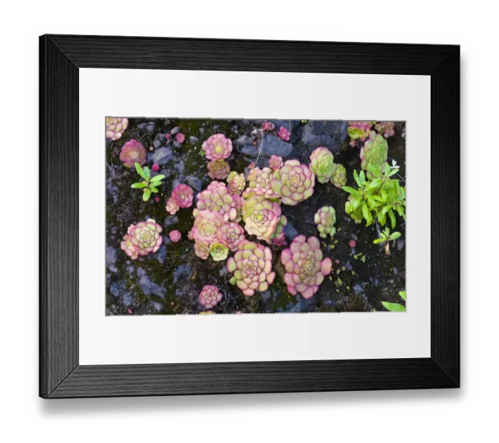 Framed Print : Houseleeks, Liveforever or Hen and Chicks -Sempervivum-, Madeira, Sao Vicente, Funchal, Madeira, Portugal Framed Print : Houseleeks, Liveforever or Hen and Chicks -Sempervivum-, Madeira, Sao Vicente, Funchal, Madeira, Portugal