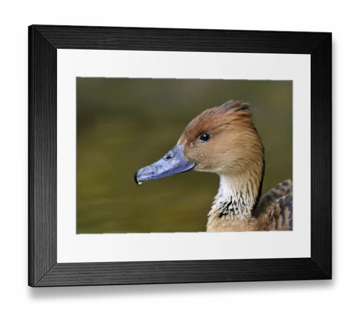 Framed Print : Fulvous Whistling Duck -Dendrocygna bicolor-, Stuttgart, Baden-Wurttemberg, Germany Framed Print : Fulvous Whistling Duck -Dendrocygna bicolor-, Stuttgart, Baden-Wurttemberg, Germany