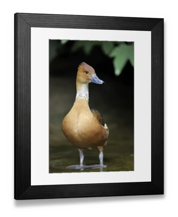 Framed Print : Fulvous Whistling Duck -Dendrocygna bicolor-, Stuttgart, Baden-Wurttemberg, Germany Framed Print : Fulvous Whistling Duck -Dendrocygna bicolor-, Stuttgart, Baden-Wurttemberg, Germany