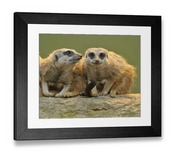 Framed Print : Meerkat -Suricata suricatta- pups, Stuttgart, Baden-Wurttemberg, Germany Framed Print : Meerkat -Suricata suricatta- pups, Stuttgart, Baden-Wurttemberg, Germany