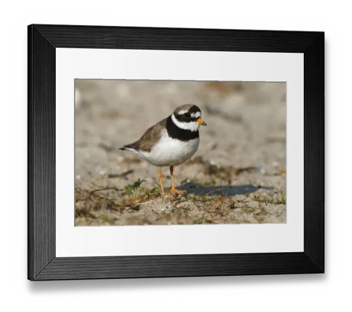 Framed Print : Common Ringed Plover or Ringed Plover -Charadrius hiaticula-, adult bird, Eidersperrwerk, North Frisia, Germany, Europe Framed Print : Common Ringed Plover or Ringed Plover -Charadrius hiaticula-, adult bird, Eidersperrwerk, North Frisia, Germany, Europe