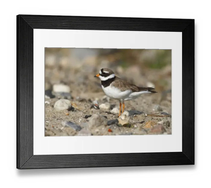 Framed Print : Ringed Plover -Charadrius hiaticula- standing on rocky ground, Schleswig-Holstein, Germany Framed Print : Ringed Plover -Charadrius hiaticula- standing on rocky ground, Schleswig-Holstein, Germany