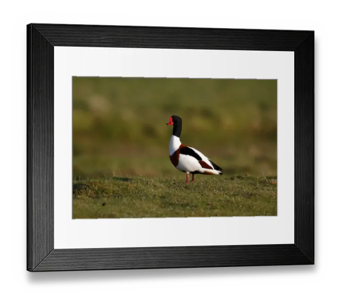 Framed Print : Common Shelduck -Tadorna tadorna-, drake standing in a pasture, Eidersperrwerk, Schleswig-Holstein, North Friesland, Germany, Europe Framed Print : Common Shelduck -Tadorna tadorna-, drake standing in a pasture, Eidersperrwerk, Schleswig-Holstein, North Friesland, Germany, Europe