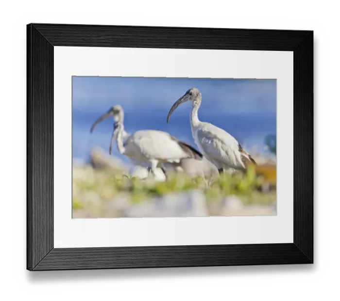 Framed Print : Sacred ibises -Threskiornis aethiopicus-, Table Mountain National Park, South Africa Framed Print : Sacred ibises -Threskiornis aethiopicus-, Table Mountain National Park, South Africa