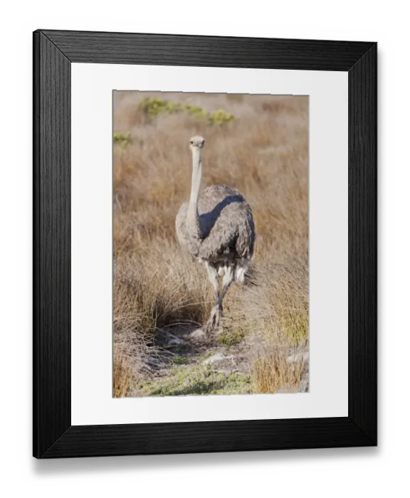 Framed Print : Ostrich -Struthio camelus-, Table Mountain National Park, South Africa Framed Print : Ostrich -Struthio camelus-, Table Mountain National Park, South Africa