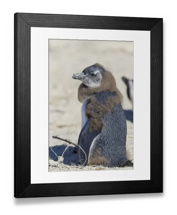 Framed Print : African penguin or Black-footed penguin -Spheniscus demersus-, chick, at the Boulders Colony, Cape Town, South Africa