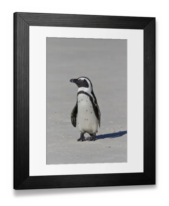 Framed Print : African penguin or Black-footed penguin -Spheniscus demersus- at the Boulders Colony, Cape Town, South Africa