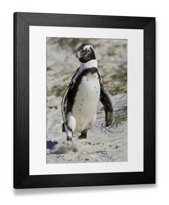 Framed Print : African penguin or Black-footed penguin -Spheniscus demersus- at the Boulders Colony, Cape Town, South Africa Framed Print : African penguin or Black-footed penguin -Spheniscus demersus- at the Boulders Colony, Cape Town, South Africa