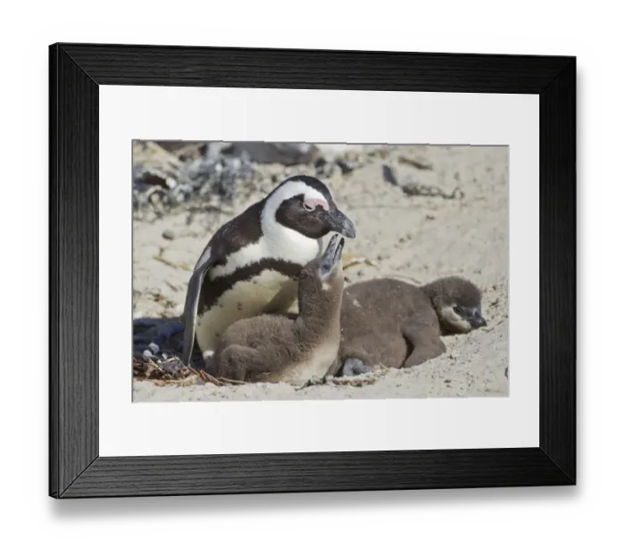 Framed Print : African penguin or Black-footed penguin -Spheniscus demersus- with chicks, at the Boulders Colony, Cape Town, South Africa