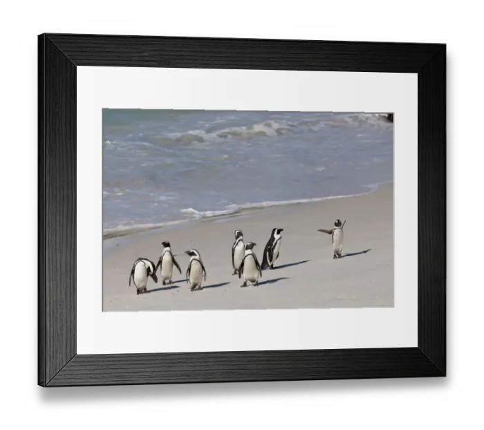 Framed Print : African penguins or Black-footed penguins -Spheniscus demersus- at the Boulders Colony, Cape Town, South Africa Framed Print : African penguins or Black-footed penguins -Spheniscus demersus- at the Boulders Colony, Cape Town, South Africa