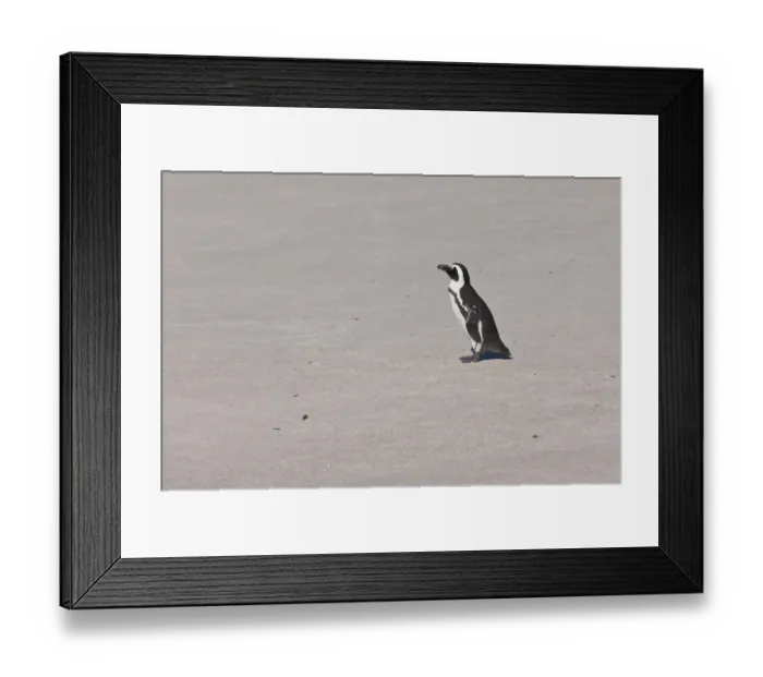 Framed Print : African penguin or Black-footed penguin -Spheniscus demersus- at the Boulders Colony, Cape Town, South Africa Framed Print : African penguin or Black-footed penguin -Spheniscus demersus- at the Boulders Colony, Cape Town, South Africa