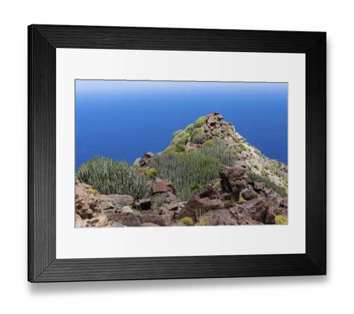 Framed Print : Canary Island Spurge -Euphorbia canariensis-, cliffs near Casas de Tirma de San Nicolas, Artenara region, Gran Canaria, Canary Islands, Spain, Europe, PublicGround Framed Print : Canary Island Spurge -Euphorbia canariensis-, cliffs near Casas de Tirma de San Nicolas, Artenara region, Gran Canaria, Canary Islands, Spain, Europe, PublicGround