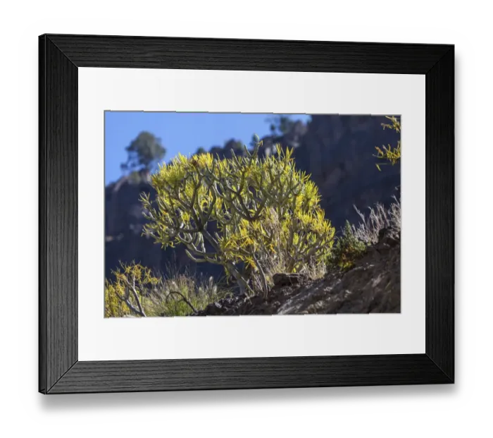 Framed Print : Spurge -Euphorbia- near Canarias, Gran Canaria, Canary Islands, Spain, Europe, PublicGround Framed Print : Spurge -Euphorbia- near Canarias, Gran Canaria, Canary Islands, Spain, Europe, PublicGround