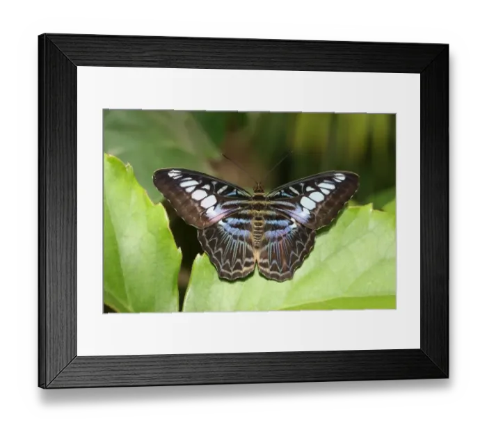 Framed Print : Blue Clipper -Parthenos sylvia lilacinus-, Asia Framed Print : Blue Clipper -Parthenos sylvia lilacinus-, Asia