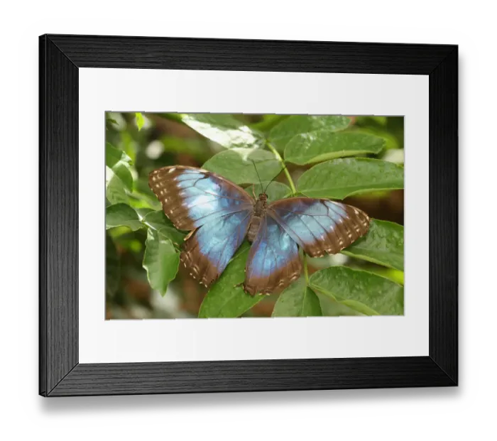 Framed Print : Peleides Blue Morpho -Morpho peleides-, South America