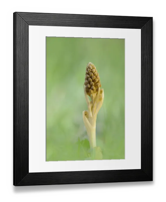 Framed Print : Birds-nest Orchid -Neottia nidus-avis- Framed Print : Birds-nest Orchid -Neottia nidus-avis-
