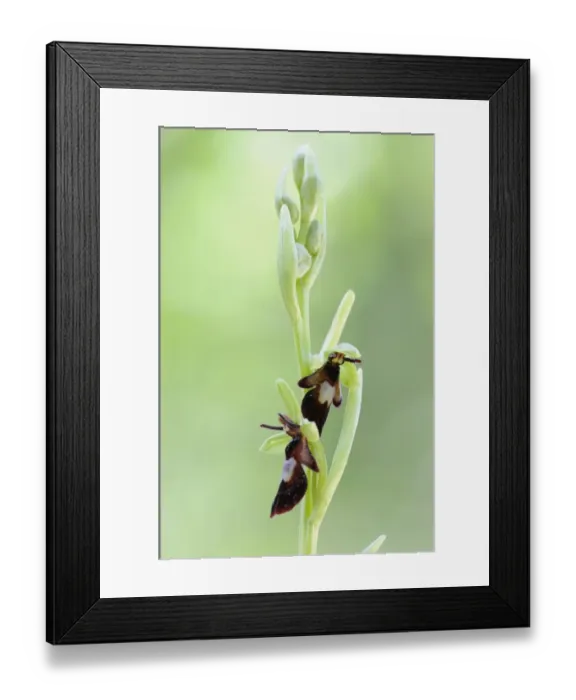 Framed Print : Fly Orchid -Ophrys insectifera- Framed Print : Fly Orchid -Ophrys insectifera-