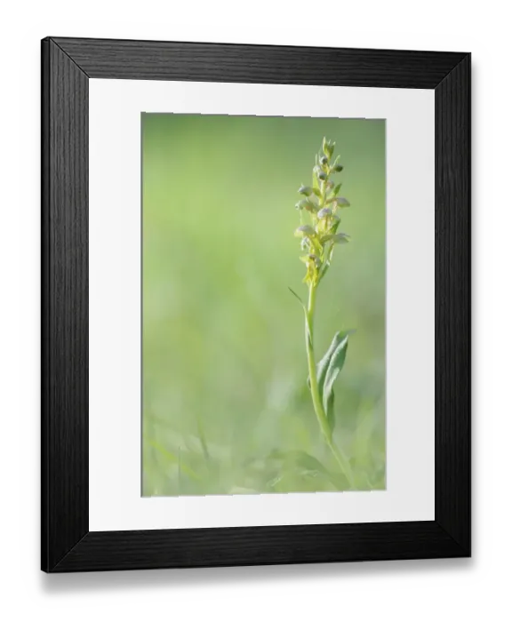Framed Print : Frog Orchid or Long-Bracted Green Orchid -Coeloglossum viride- Framed Print : Frog Orchid or Long-Bracted Green Orchid -Coeloglossum viride-