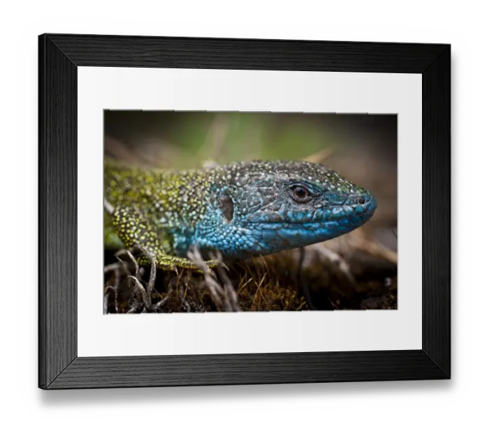 Framed Print : Eastern Green Lizard -Lacerta viridis-, male, Brandenburg, Brandenburg, Germany Framed Print : Eastern Green Lizard -Lacerta viridis-, male, Brandenburg, Brandenburg, Germany