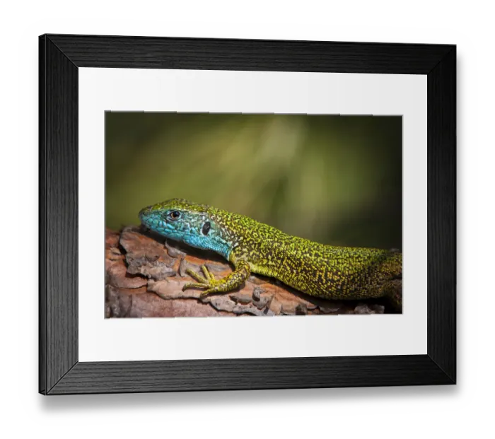 Framed Print : Eastern Green Lizard -Lacerta viridis-, male, Brandenburg, Brandenburg, Brandenburg, Germany Framed Print : Eastern Green Lizard -Lacerta viridis-, male, Brandenburg, Brandenburg, Brandenburg, Germany