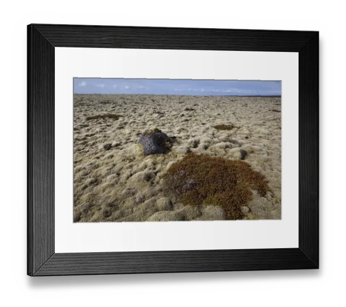 Framed Print : Carpet of moss, South Iceland, Iceland, Europe Framed Print : Carpet of moss, South Iceland, Iceland, Europe