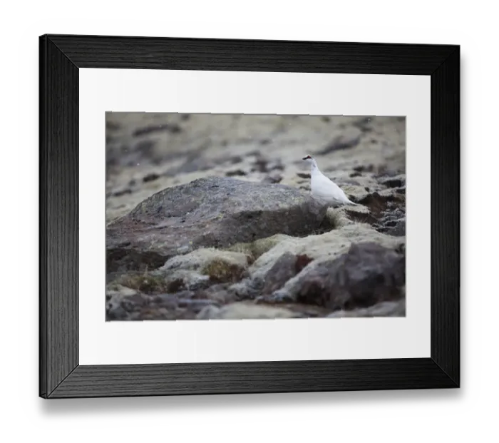 Framed Print : Rock Ptarmigan -Lagopus muta-, Skaftafells National Park, East Iceland, Iceland, Europe Framed Print : Rock Ptarmigan -Lagopus muta-, Skaftafells National Park, East Iceland, Iceland, Europe