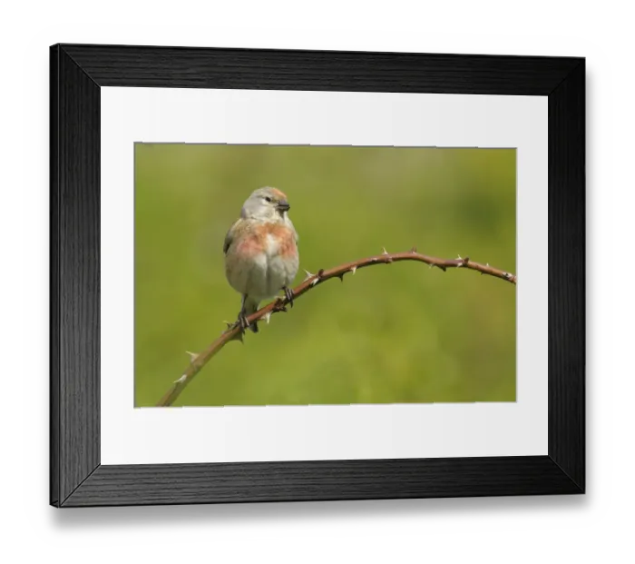 Framed Print : Linnet -Carduelis cannabina- Framed Print : Linnet -Carduelis cannabina-