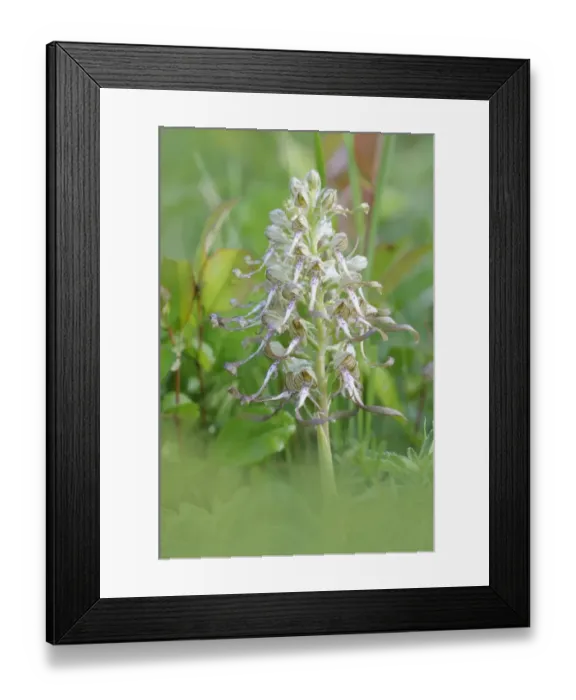 Framed Print : Lizard Orchid -Himantoglossum hircinum- Framed Print : Lizard Orchid -Himantoglossum hircinum-