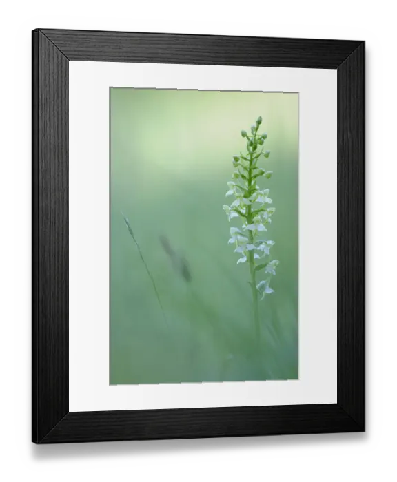 Framed Print : Greater Butterfly-orchid -Platanthera chlorantha- Framed Print : Greater Butterfly-orchid -Platanthera chlorantha-