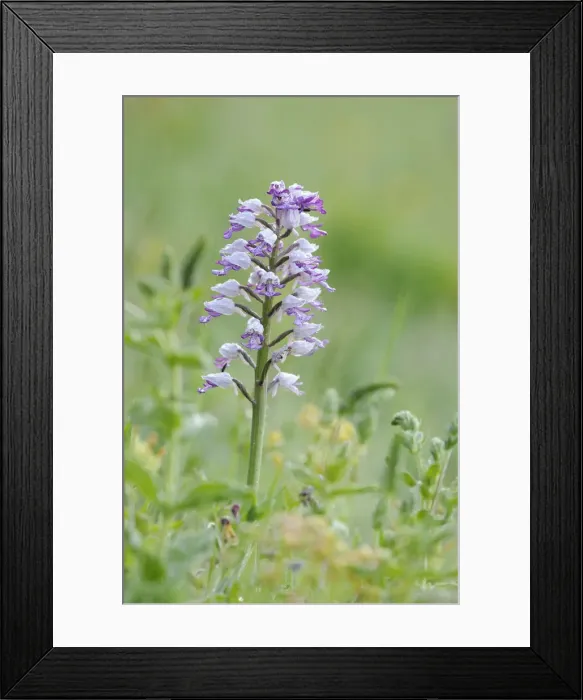 Framed Print : Military Orchid -Orchis militaris- Framed Print : Military Orchid -Orchis militaris-