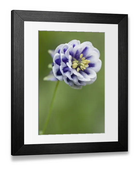 Framed Print : Columbine -Aquilegia-, Emsland, Germany, Europe